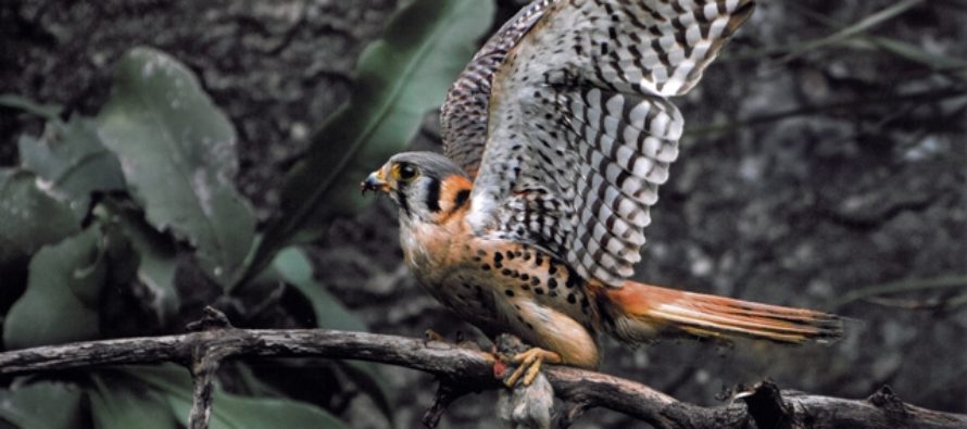 San Cristóbal Seguros entregará los premios del XXVII Concurso Nacional de Fotografía.