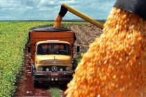 NUEVA COBERTURA DE MAPFRE: TRANSPORTE SEGURO DE GRANOS