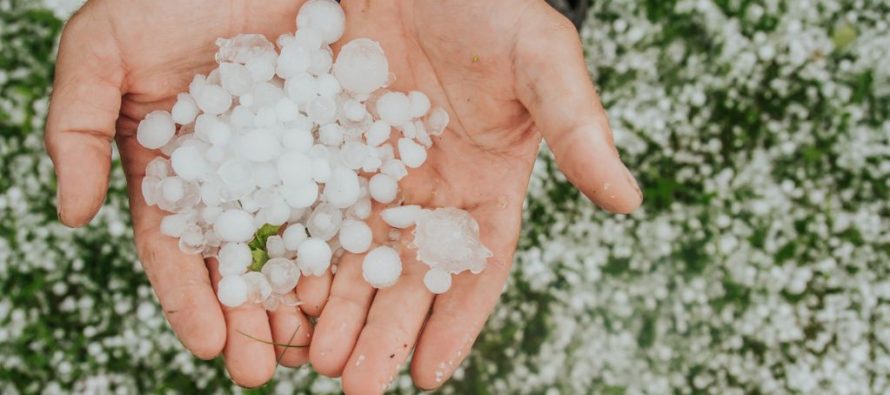 Río Uruguay Seguros brinda una amplia gama de productos para el sector agroindustrial.