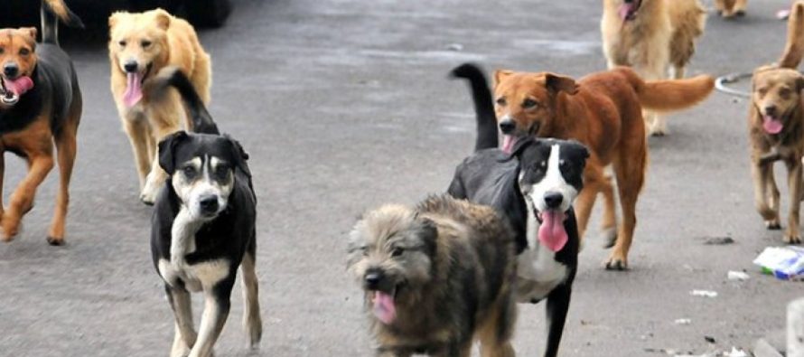 Volvía de su trabajo y la atacaron seis perros: HORIZONTE ART debe abonar indemnización